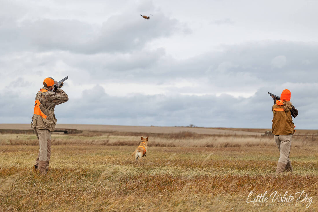 Two hunters with yellow lab hunting pheasant.