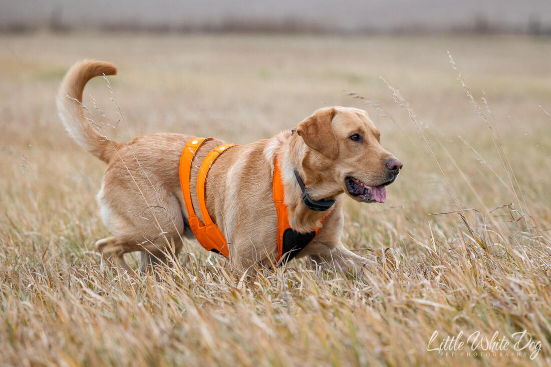 Yellow lab in orange hunting vest walking through a field of tall grasses