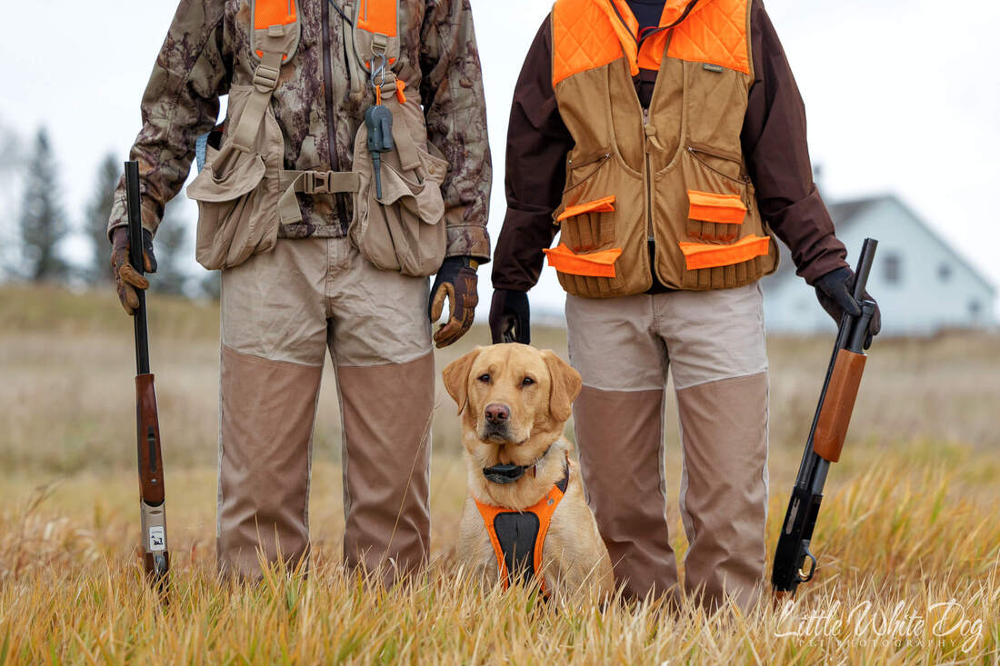 Yellow lab hunting dog on a farm with owners in hunting gear