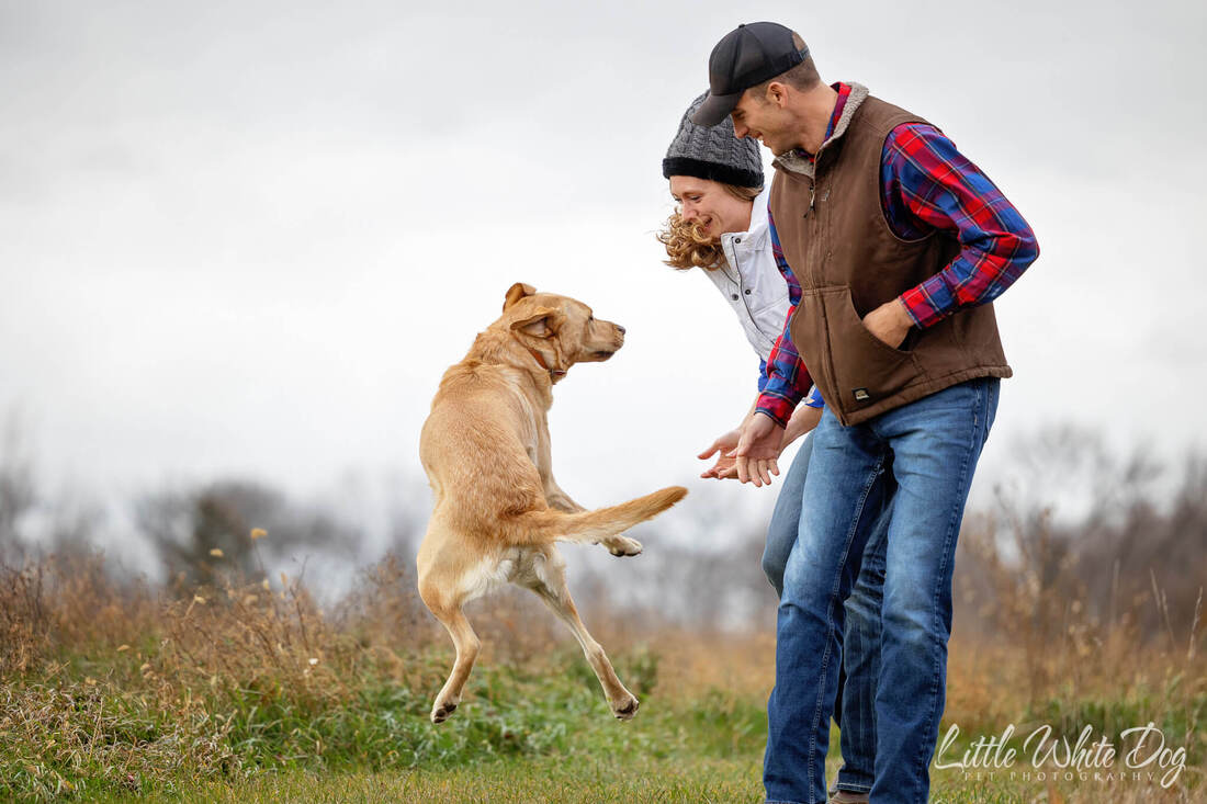 Yellow lab jumping in the air with excitement playing with his owners