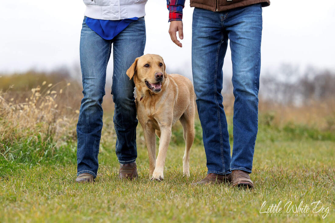 a picture of a Yellow lab walking between his owners 