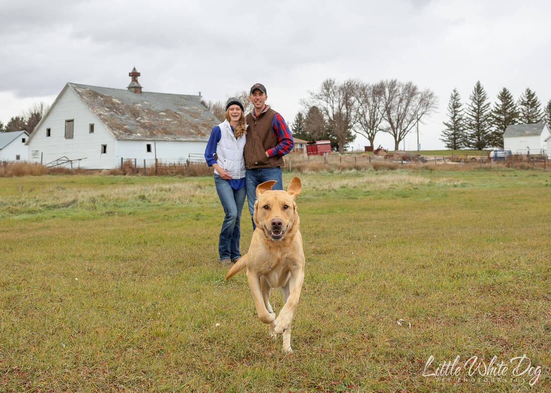 Yellow lab running towards the camera with his owners smiling in the background on a farm