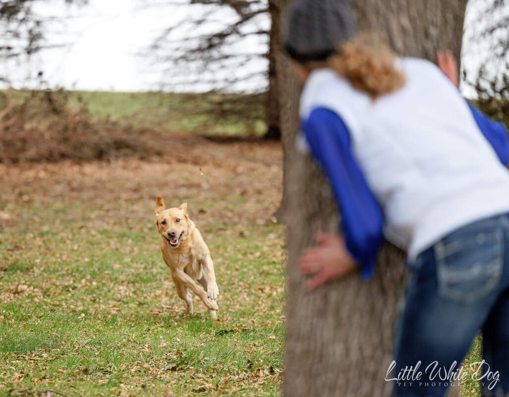 Yellow lab playing hide and seek with his owner who is behind a tree