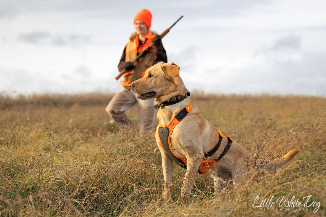 Yellow lab in a field hunting with his owner