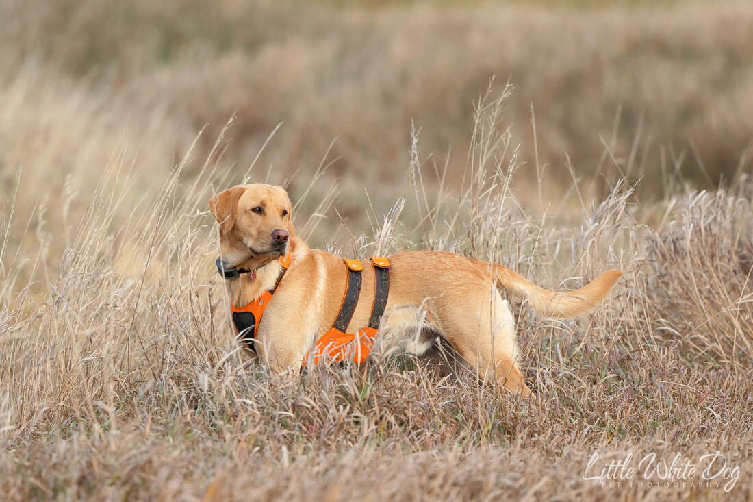 Yellow lab wearing an orange hunting vest standing in a field of tall grasses