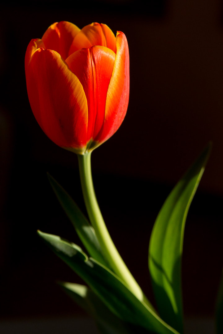 single orange tulip on a black background