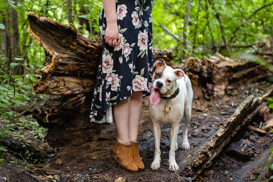 White boxer standing next to her owner's feet in the woods.