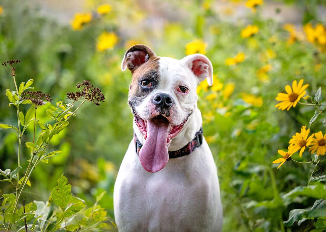 White boxer in a field of flowers.