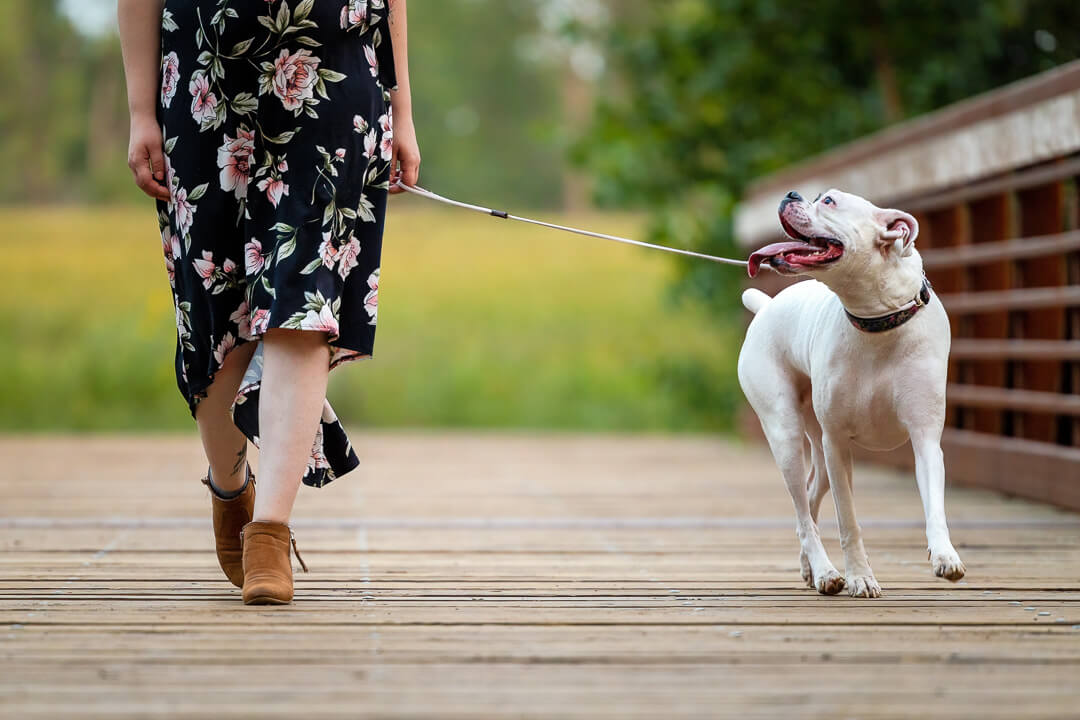 White boxer walking on a wooden bridge looking at her owner.
