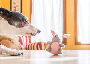 dog photographer - Sioux Falls - Italian Greyhound learning a brain game for mental exercise